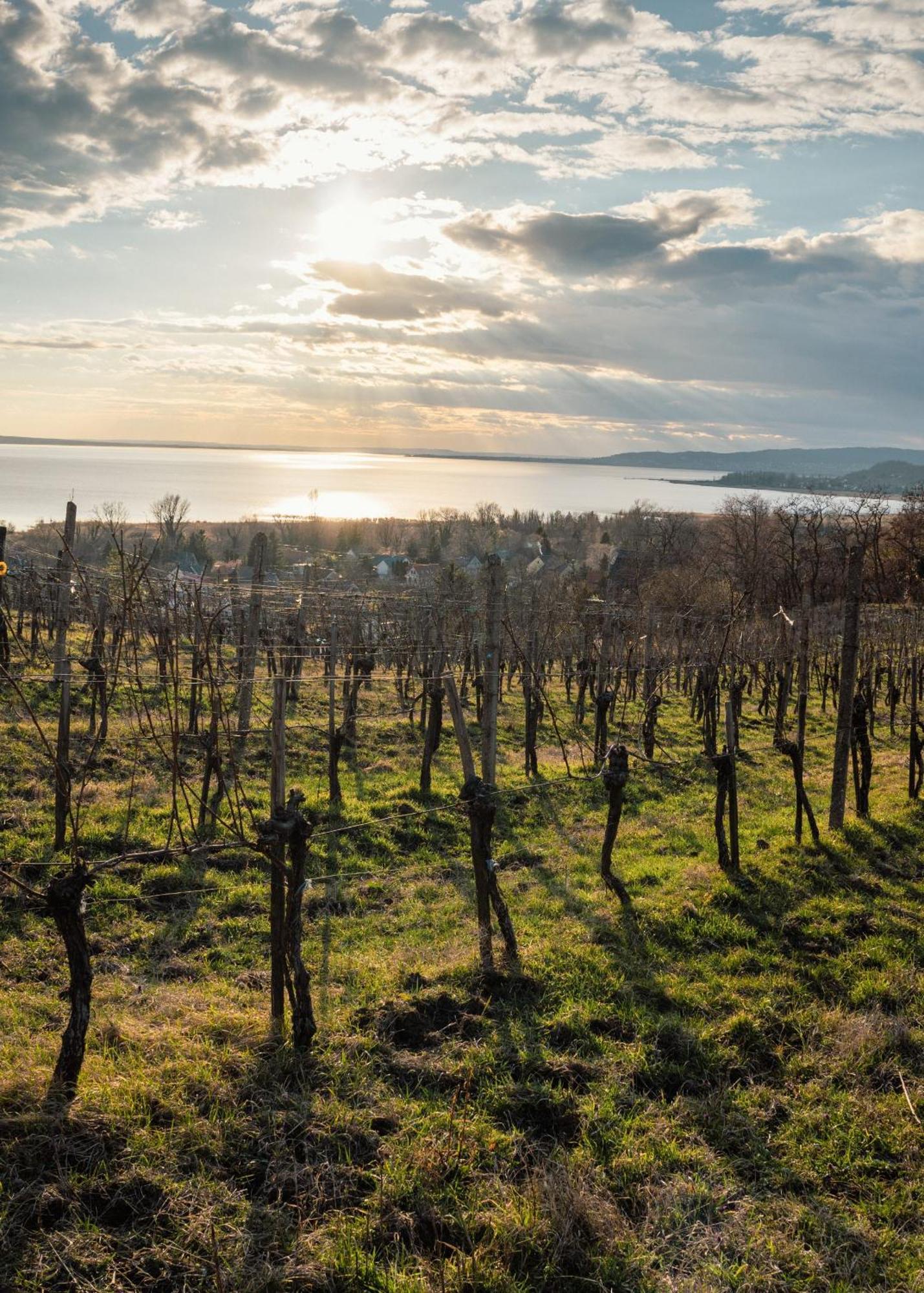 Апарт готель Domaine Edegger - Organic Winery Badacsony Бадачоньтомай Екстер'єр фото